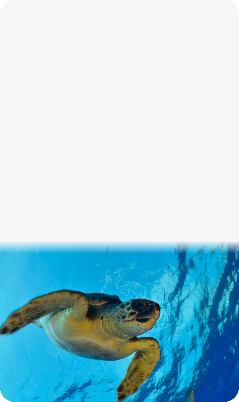 Sustainable Innovation and Environmental Responsibility